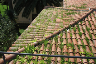 tejado canarias